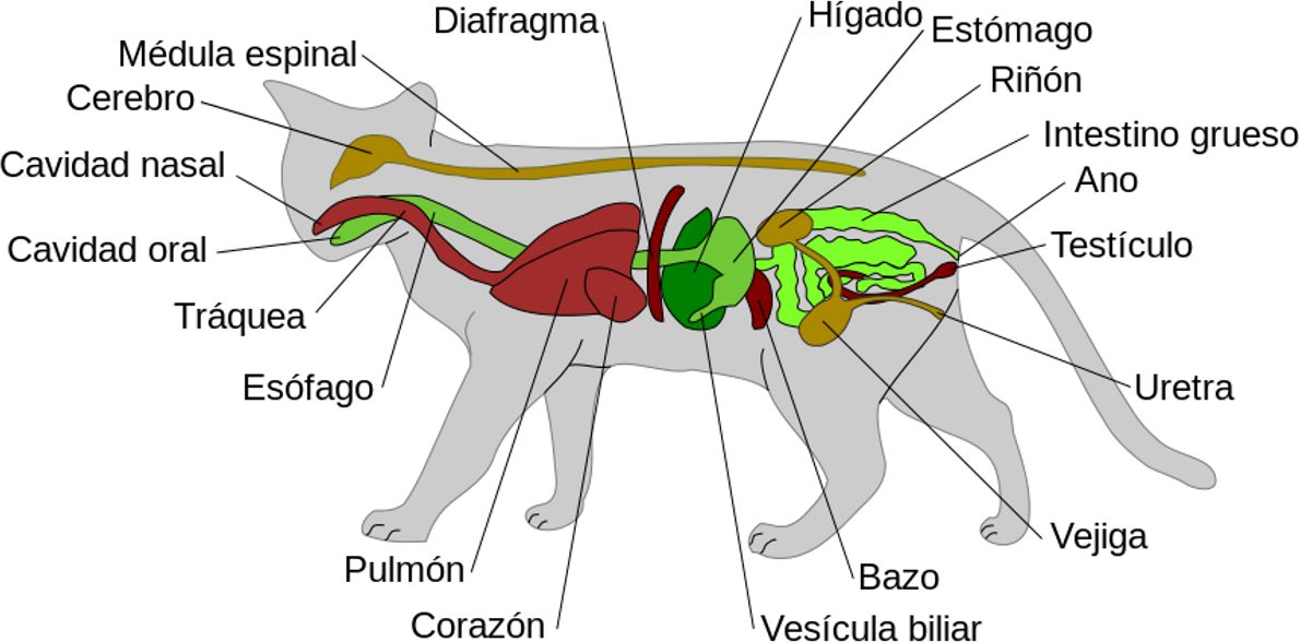 Anatomía de los gatos