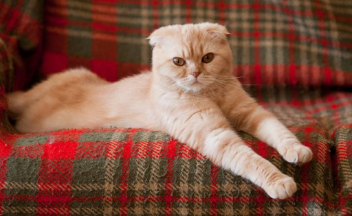 gato Scottish Fold